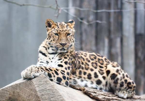 The list of Top 5 Endangered Animals in the world. - Zoo Travel Technology