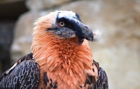 The list of Top 5 Coolest Animals in the world. - Zoo Travel Technology The list of Top 5 Coolest Animals in the world. - Zoo Travel Technology