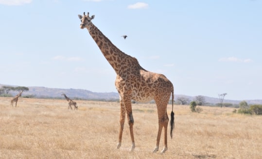 the-list-of-top-5-biggest-animals-in-the-world - Zoo Travel Technology the-list-of-top-5-biggest-animals-in-the-world - Zoo Travel Technology