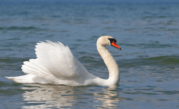 The list of 5 Most Beautiful Animal in the world. - Zoo Travel Technology The list of 5 Most Beautiful Animal in the world. - Zoo Travel Technology